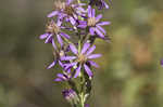 Eastern silver aster